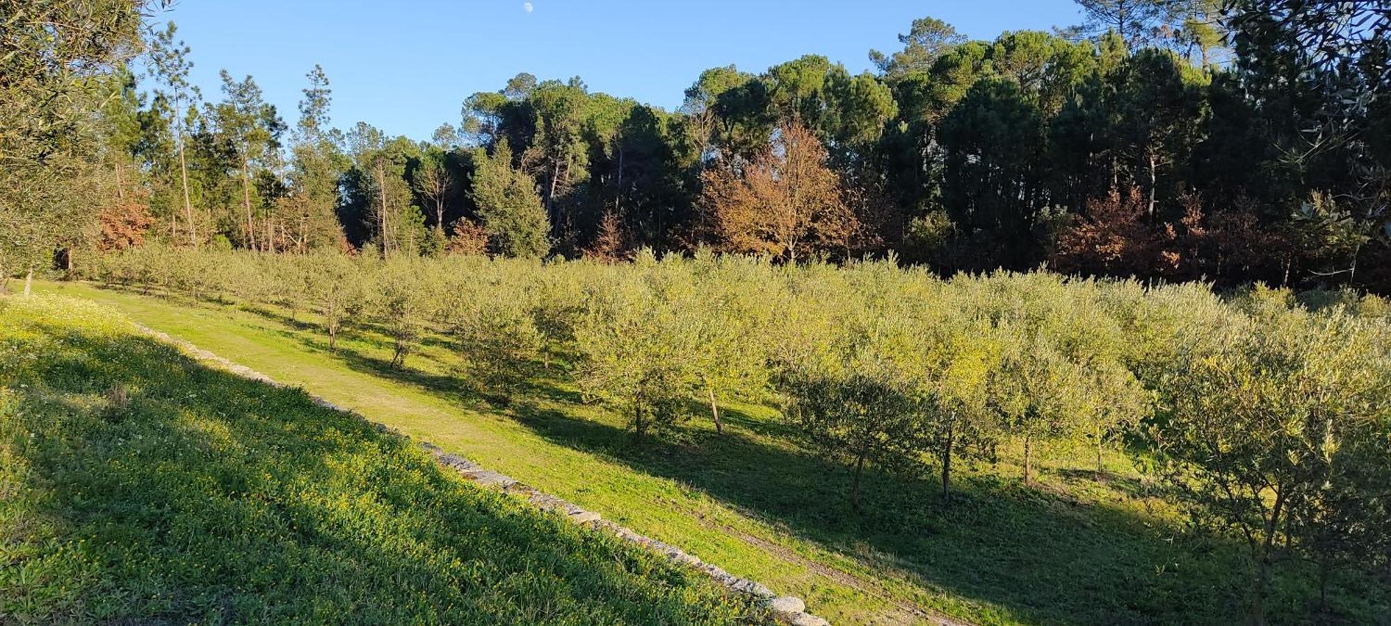 Quinta da Pedra Mija Santar Exterior foto