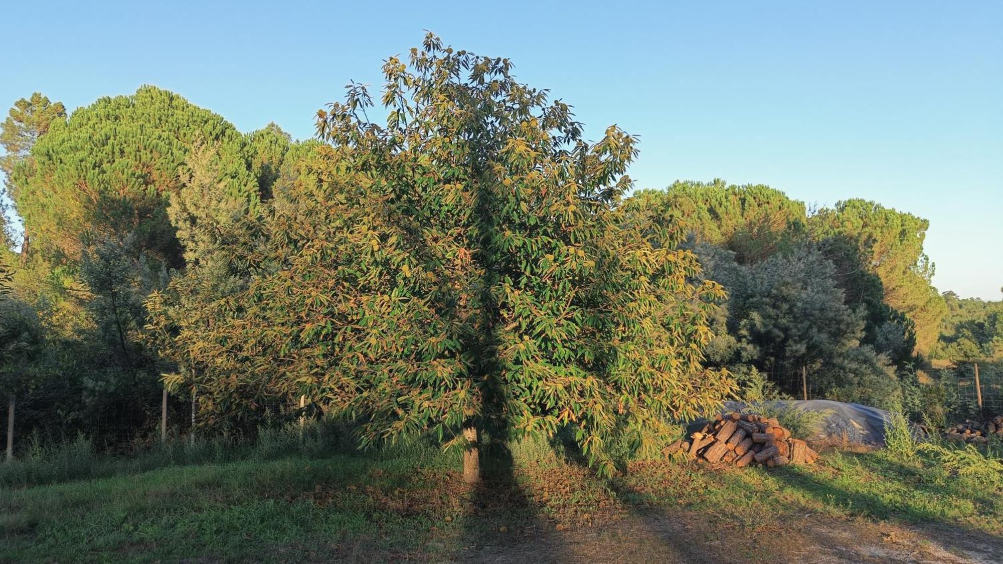 Quinta da Pedra Mija Santar Exterior foto