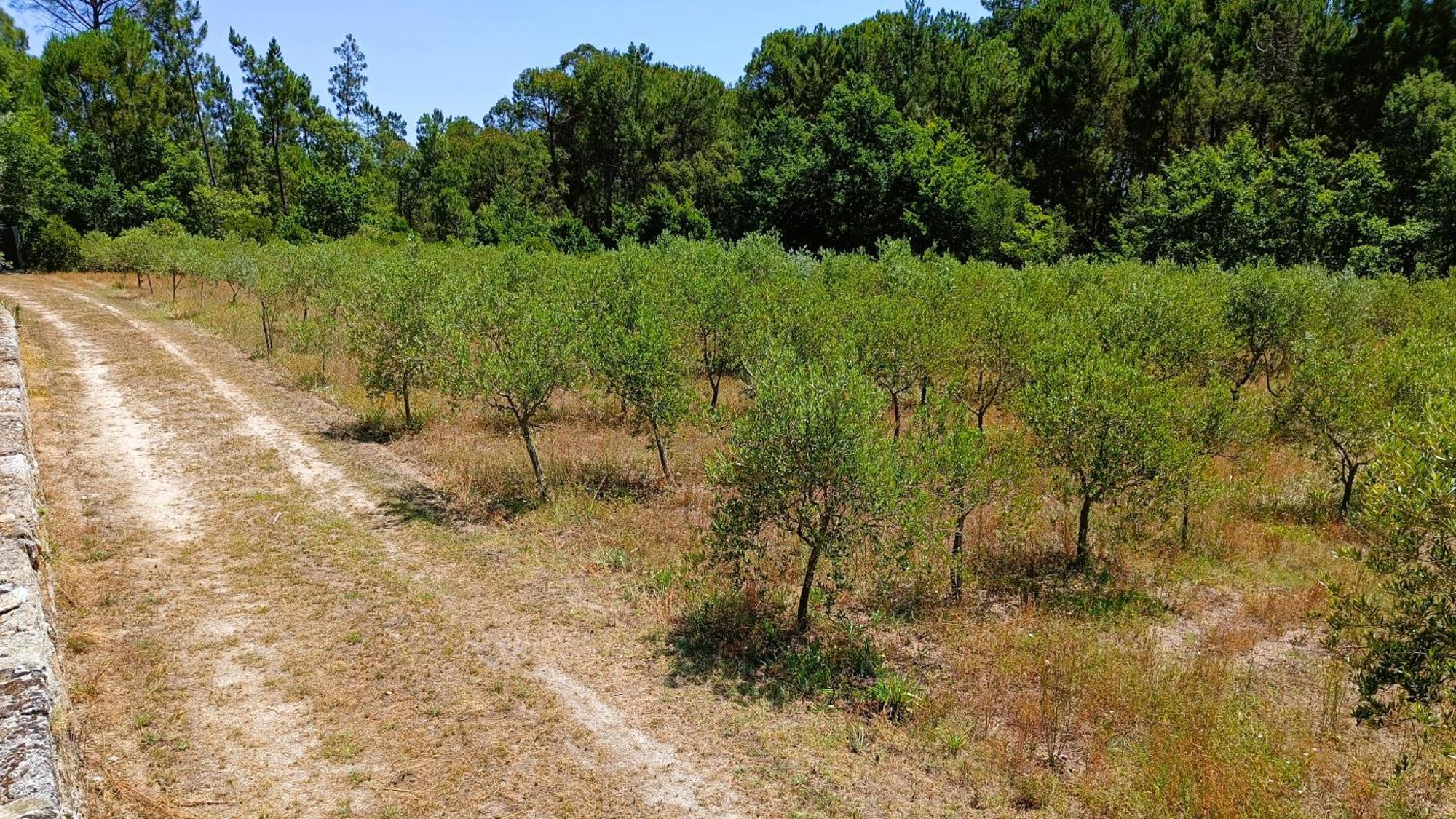 Quinta da Pedra Mija Santar Exterior foto