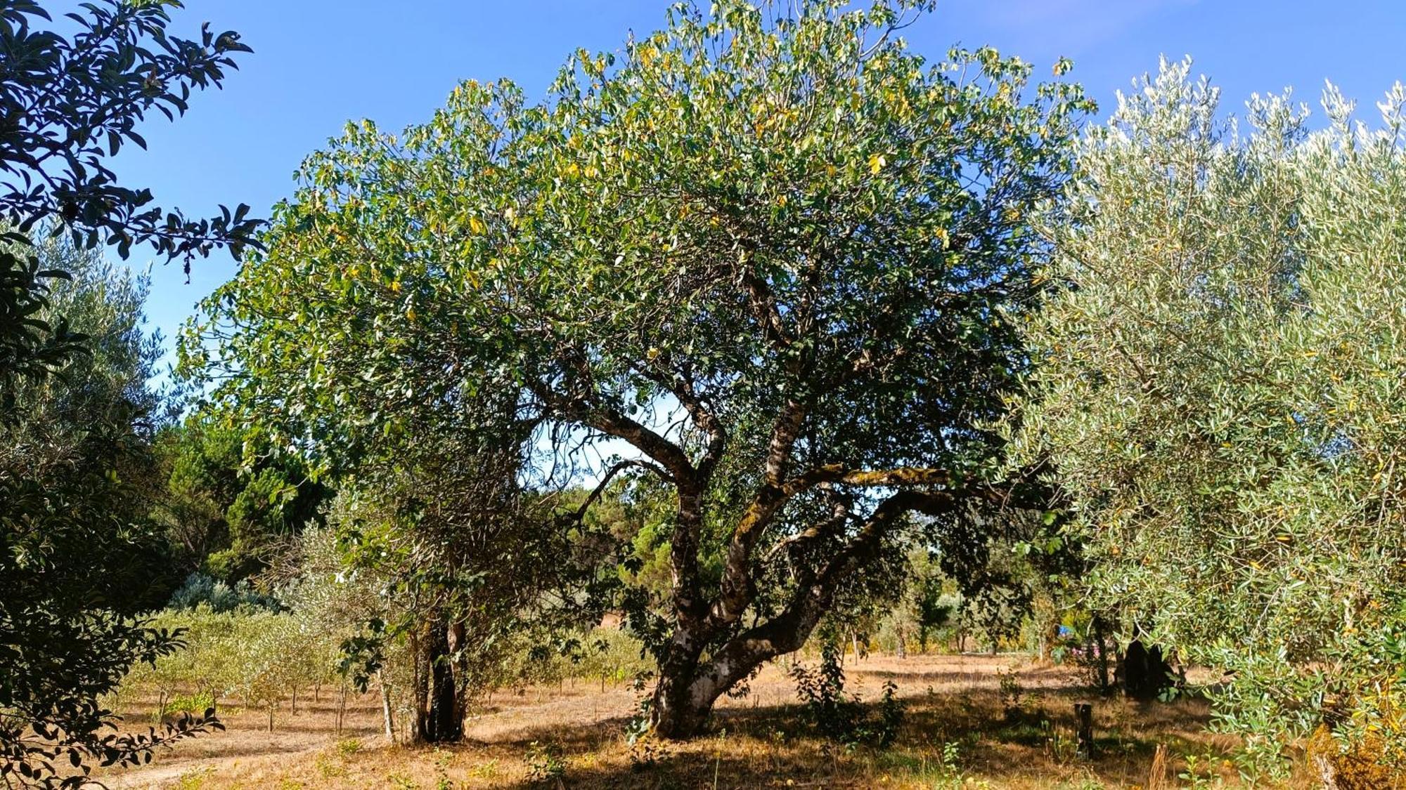 Quinta da Pedra Mija Santar Exterior foto