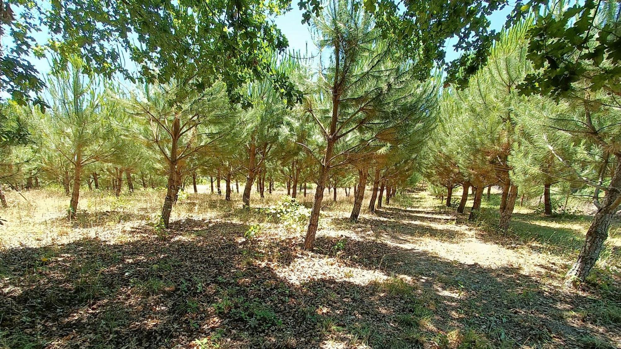 Quinta da Pedra Mija Santar Exterior foto