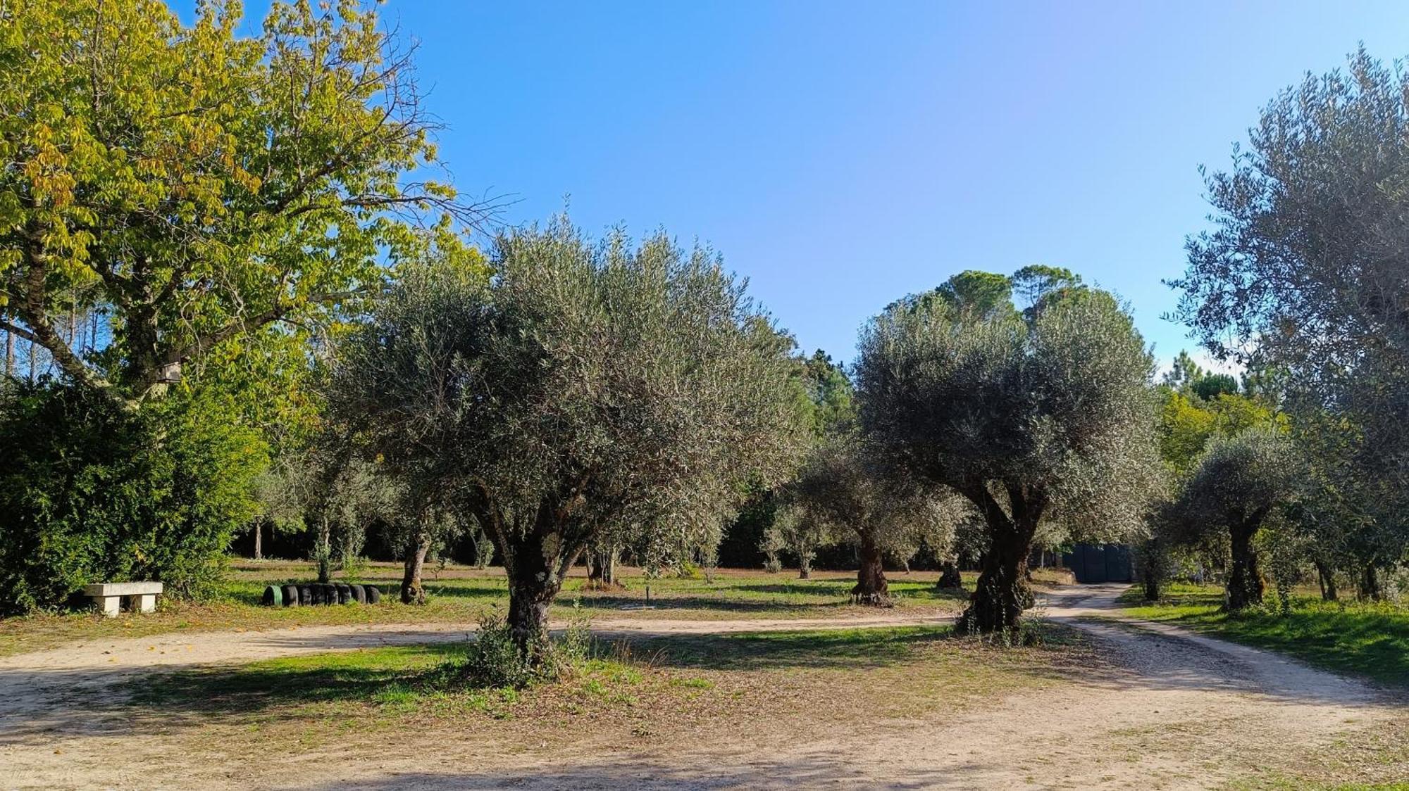 Quinta da Pedra Mija Santar Exterior foto