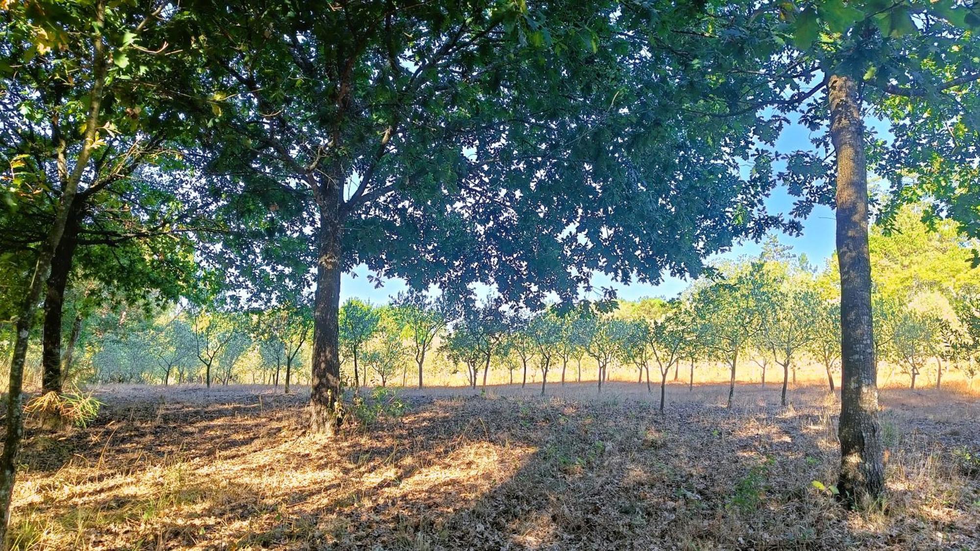 Quinta da Pedra Mija Santar Exterior foto